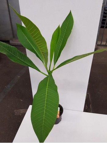  Плумерия (Plumeria)